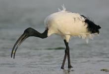 big svyaschennyy-ibis (onbird.ru).jpg
